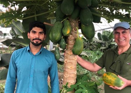 خلاقیت یک دانشجو کشاورز رشته باغبانی اهل گنبدکاووس در تولید میوه های استوایی و جذب گردشگران