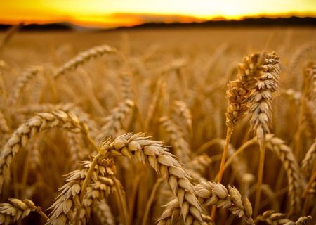 نارضایتی کشاورزان گلستانی از پرداخت قطره‌چکانی مطالبات در قطب کشاورزی کشور