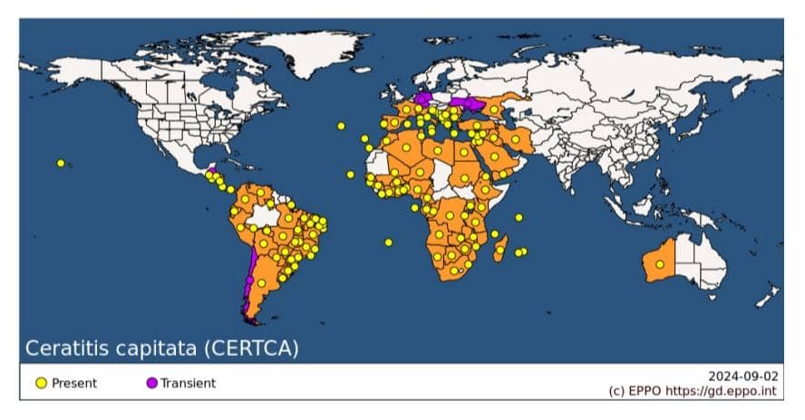 GEOGRAPHICAL DISTRIBUTION2024