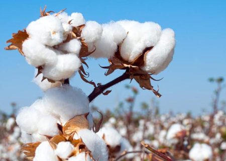 روزگار سیاه طلای سفید در سرزمین مادری