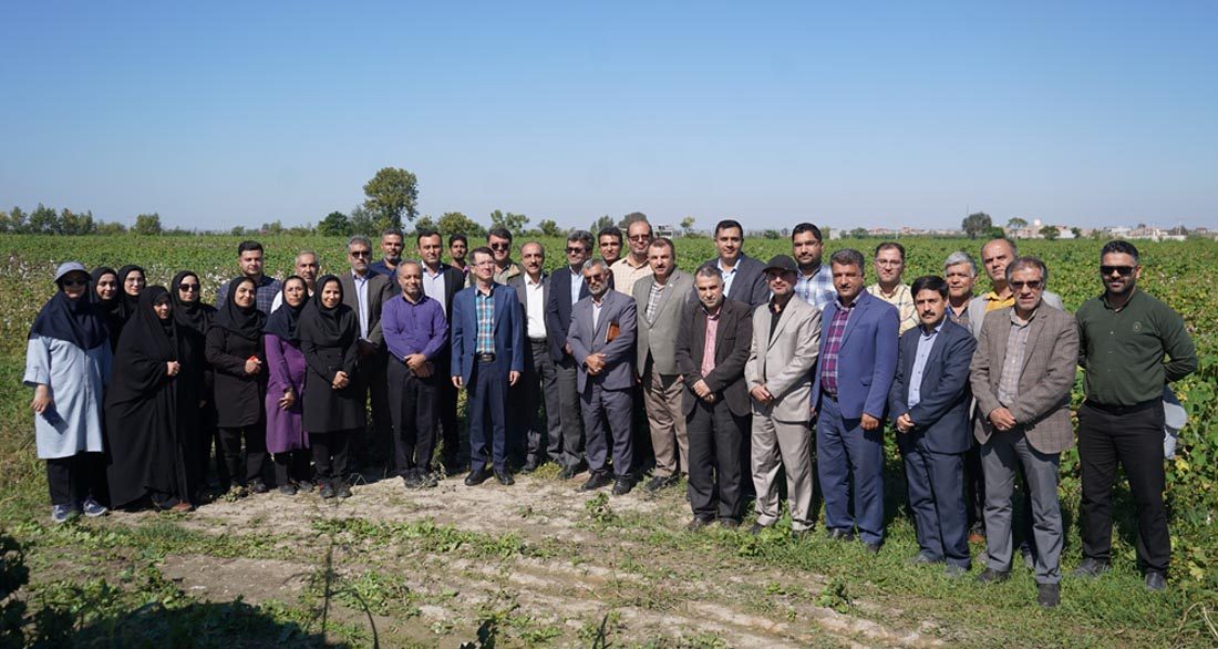 در تولید پنبه کشور به خودکفایی برسیم