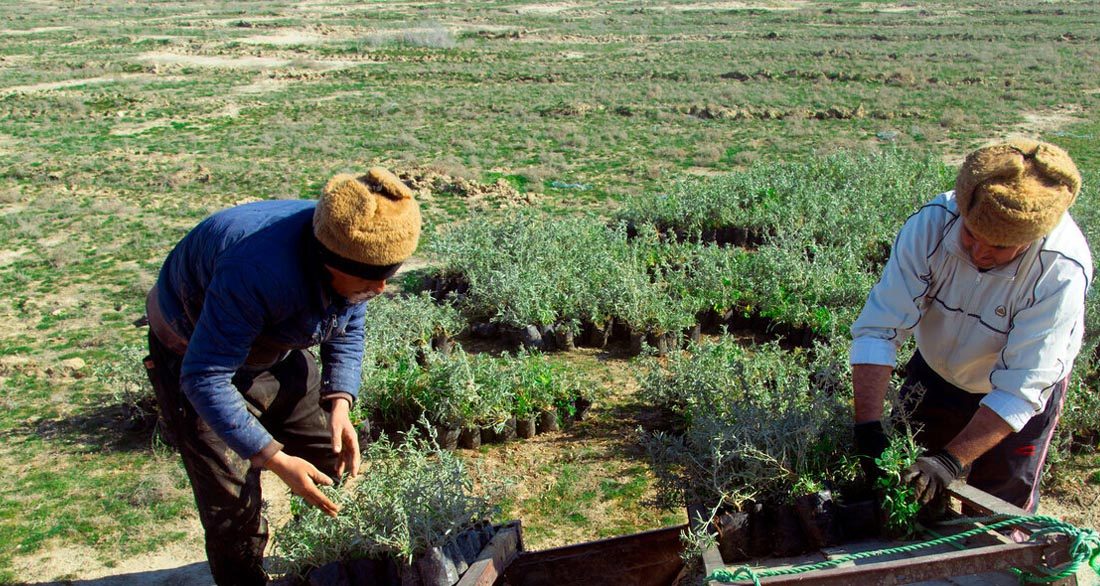 کشاورزان و دامداران، پیشتازان نهال‌کاری در مراتع گلستان