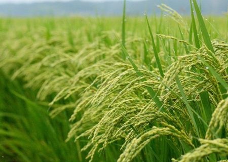 مدیر تعاون روستایی استان گلستان خبر داد: آغاز خرید شلتوک و برنج برای ذخایر احتیاطی در گلستان