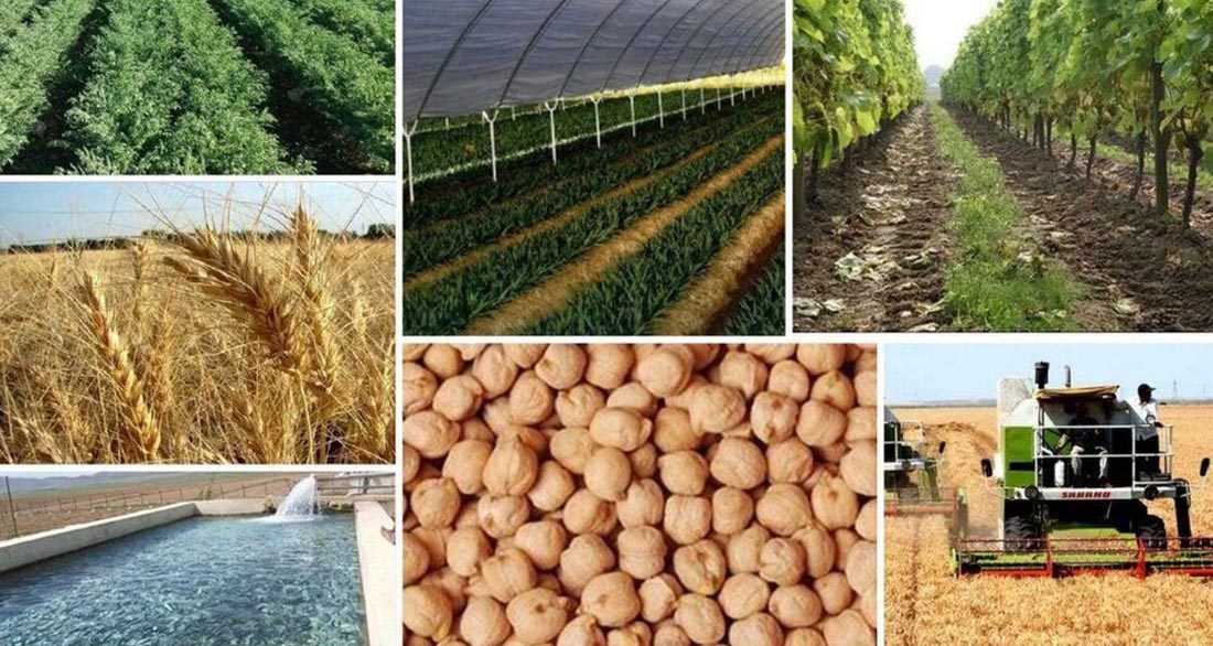 اینفوگرافیک/ کدام استان‌ها بیشترین تولید محصولات زراعی را دارند؟