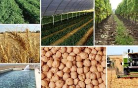 اینفوگرافیک/ کدام استان‌ها بیشترین تولید محصولات زراعی را دارند؟